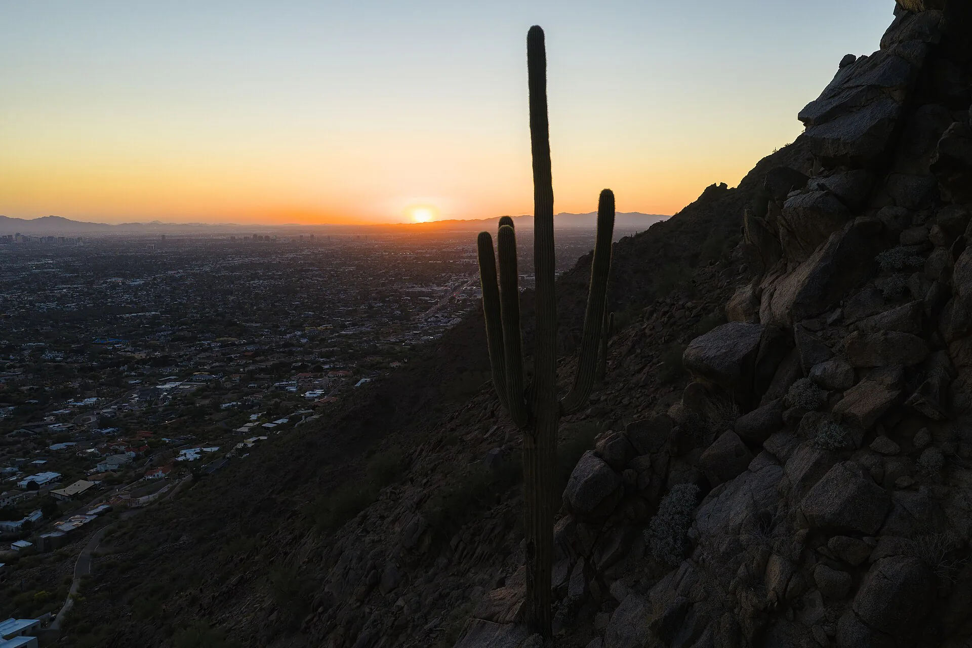 Saguaro cactus on Camelback Mountain at sunset overlooking the Phoenix Valley
